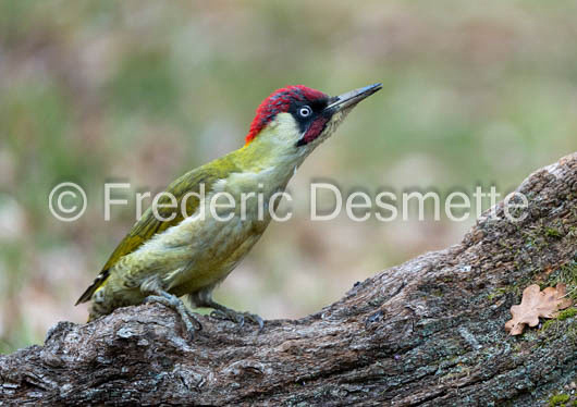 green woodpecker (Picus viridis)-125