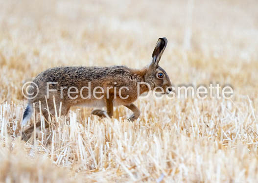 Brown hare (Lepus europaeus)-1426