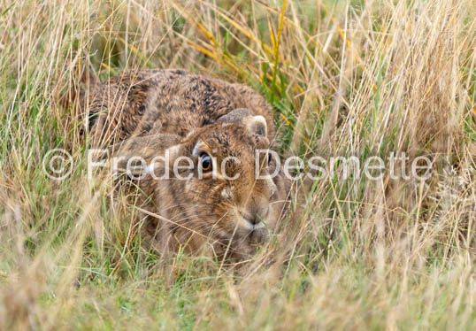 Brown hare (Lepus europaeus)-1457