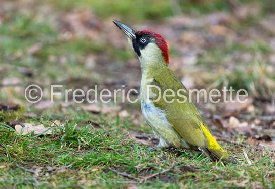 Green woodpecker (Picus viridis)-99