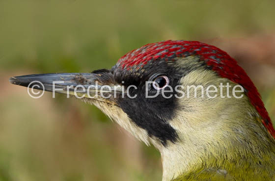 green woodpecker (Picus viridis)-113