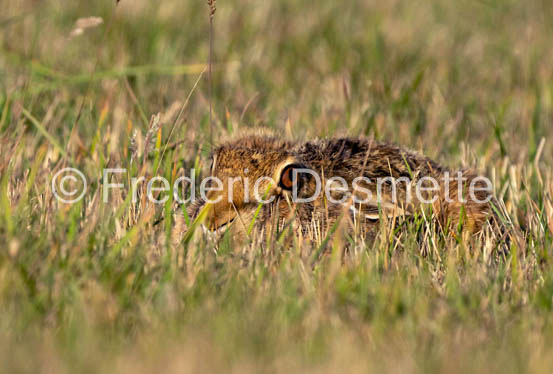 Brown hare (Lepus europaeus)-1451