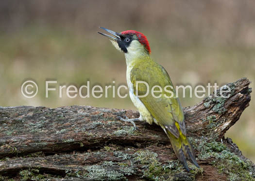 green woodpecker (Picus viridis)-119