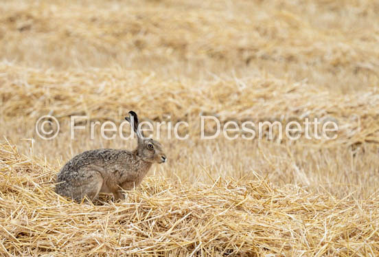 Brown hare (Lepus europaeus)-1437