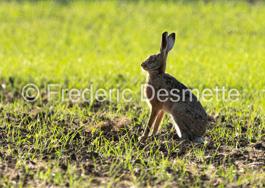 Brown hare (Lepus europaeus)-1419