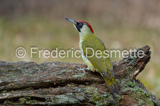 green woodpecker (Picus viridis)-120