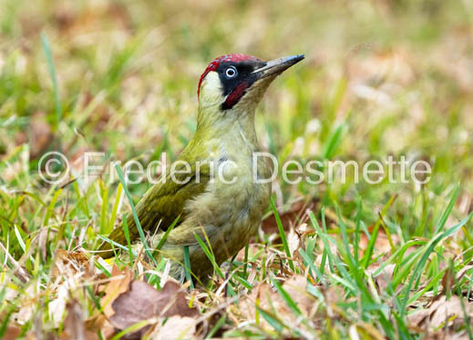 green woodpecker (Picus viridis)-122