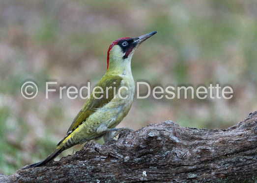 green woodpecker (Picus viridis)-130