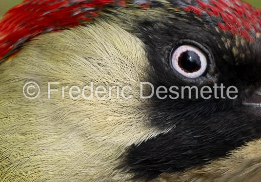 green woodpecker (Picus viridis)-114