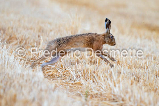 Brown hare (Lepus europaeus)-1425