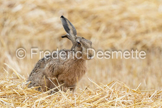 Brown hare (Lepus europaeus)-1440