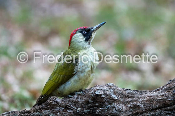 green woodpecker (Picus viridis)-132