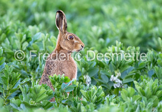 Brown hare (Lepus europaeus)-1413