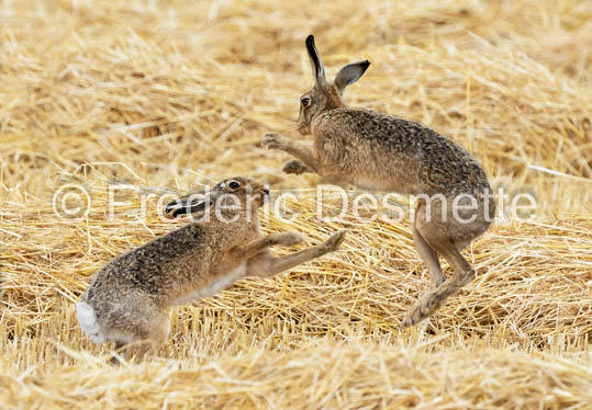 Brown hare (Lepus europaeus)-1420