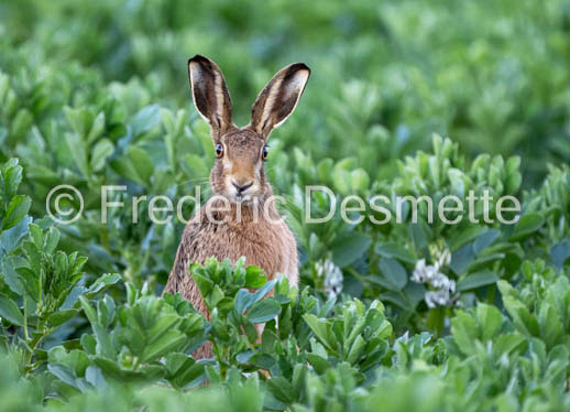 Brown hare (Lepus europaeus)-1414