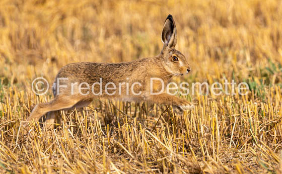 Brown hare (Lepus europaeus)-1452