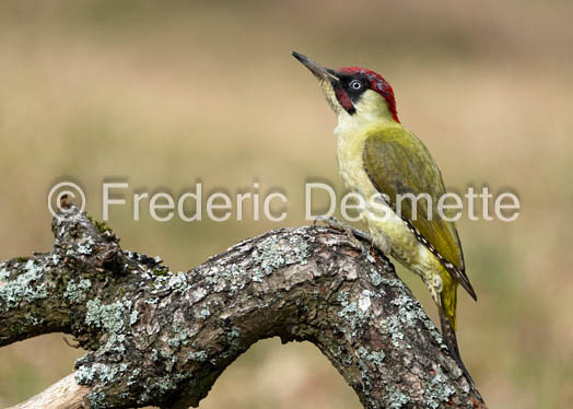 green woodpecker (Picus viridis)-128