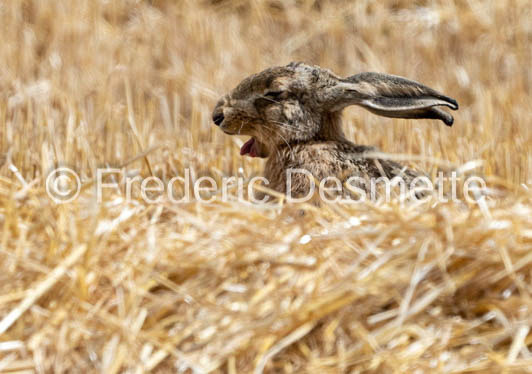 Brown hare (Lepus europaeus)-1447