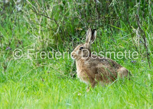 Brown hare (Lepus europaeus)-1417