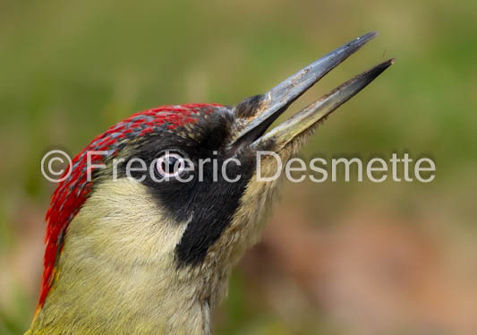 green woodpecker (Picus viridis)-115