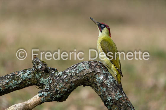 green woodpecker (Picus viridis)-127