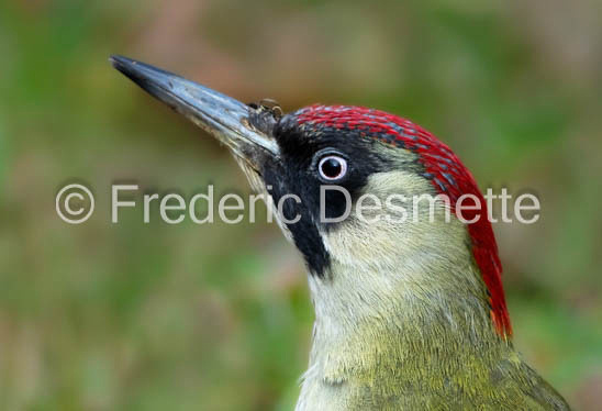 Green woodpecker (Picus viridis)-98