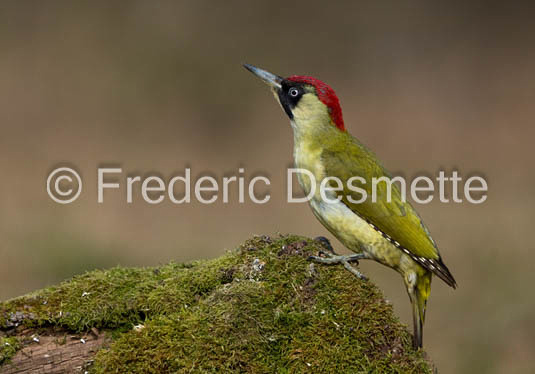 green woodpecker (Picus viridis)-109