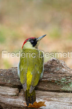 green woodpecker (Picus viridis)-108