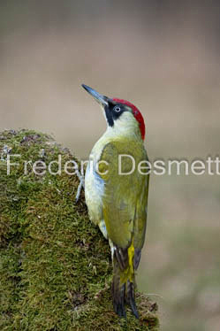 green woodpecker (Picus viridis)-117