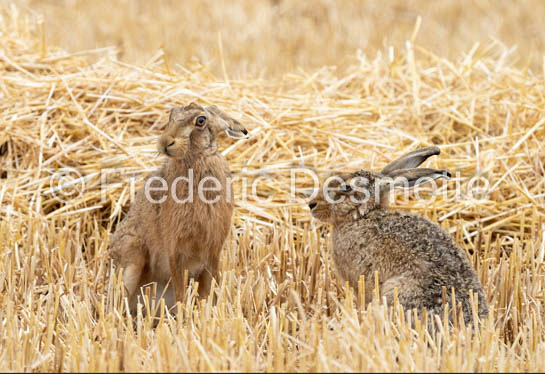 Brown hare (Lepus europaeus)-1441