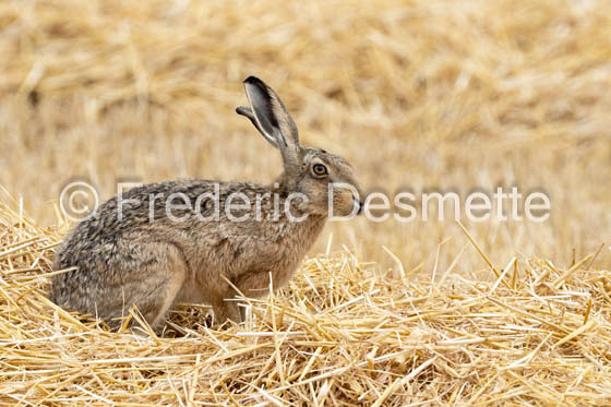 Brown hare (Lepus europaeus)-1438