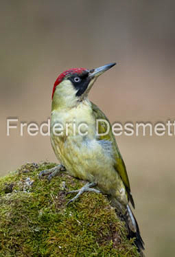green woodpecker (Picus viridis)-118