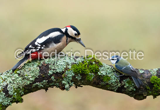 Blue tit (Cyanistes caeruleus) Great spotted woodpecker (Dendrocopos major) -425
