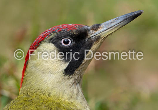 green woodpecker (Picus viridis)-112
