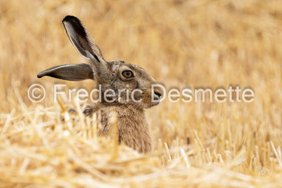 Brown hare (Lepus europaeus)-1421