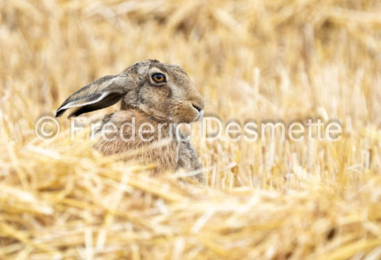 Brown hare (Lepus europaeus)-1432