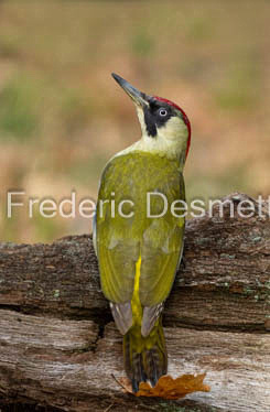 green woodpecker (Picus viridis)-105