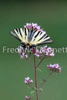 Scarce swallowtail 6 (Iphiclides podalirius)