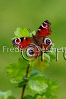 Peacock butterfly 3 (Inachis io)