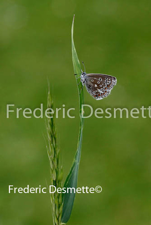 Common blue 2 (Polyommatus icarus)