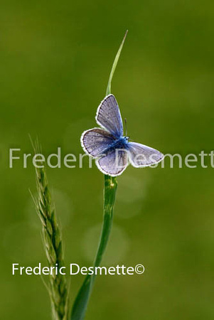 Common blue 1 (Polyommatus icarus)
