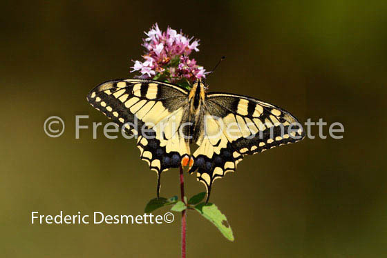 Swallowtail 1 (Papilio machaon)