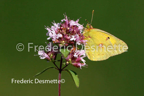 Clouded yellow 1 (Colias hecla)