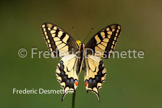 Swallowtail 2 (Papilio machaon)