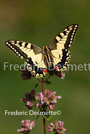 Swallowtail 9 (Papilio machaon)