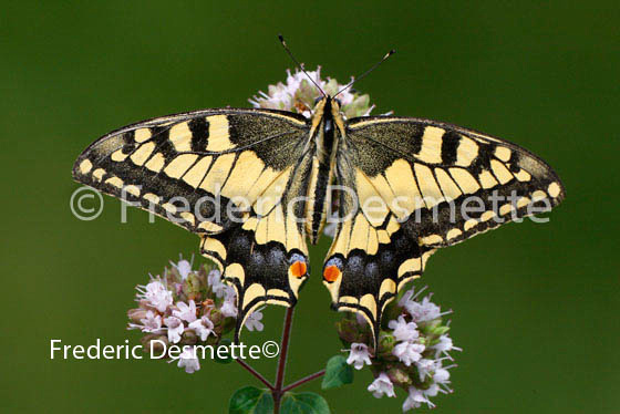 Swallowtail 5 (Papilio machaon)