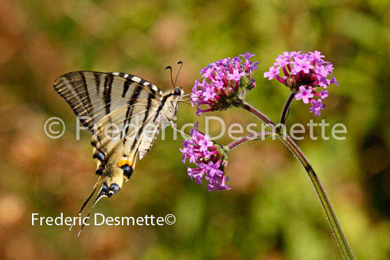 Scarce swallowtail 10 (Iphiclides podalirius)