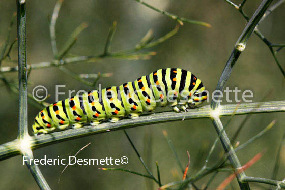 Swallowtail 6 (Papilio machaon)