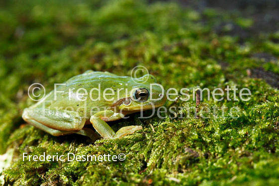 Commom tree frog 1 (Hyla arborea)-6