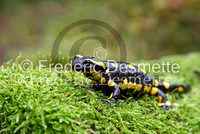 Fire salamander 1 (Salamandra salamandra)-8